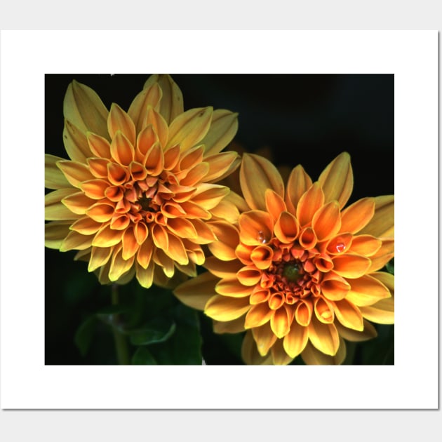 Orange Dahlia Wall Art by Nicole Gath Photography